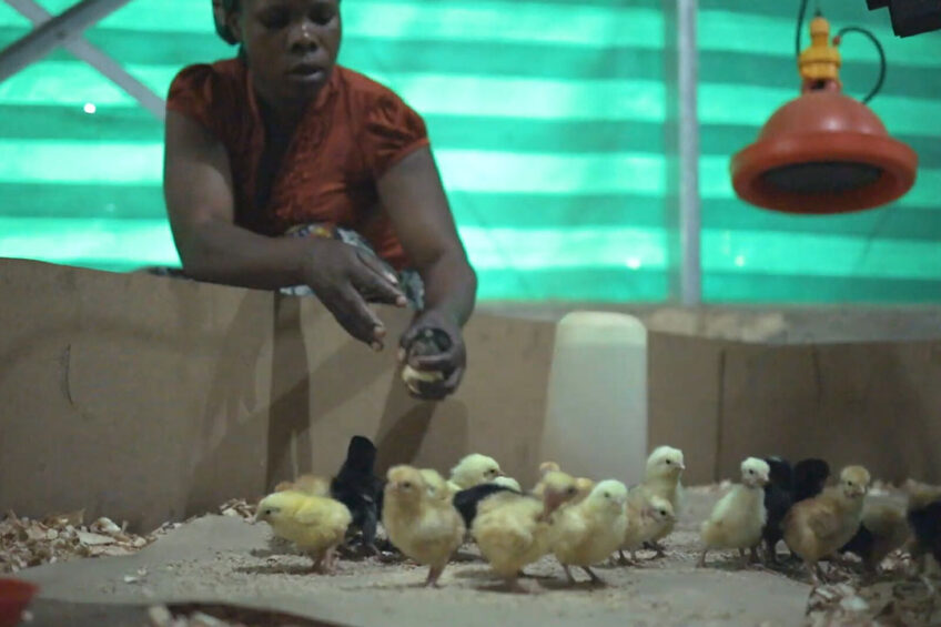 A still image from the Zone of Comfort video released by the World Poultry Foundation. Photo: World Poultry Foundation