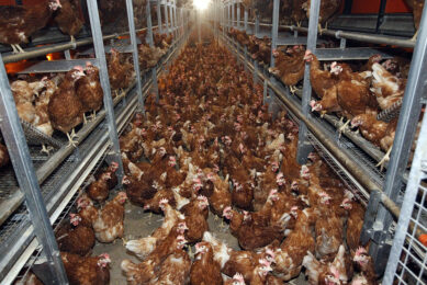 The United States egg industry continues its march on expansion of cage-free, free-range and pasture egg layers to the detriment of cages. Photo: Bert Jansen