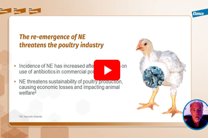 Video 1: Necrotic Enteritis significance and losses in broilers