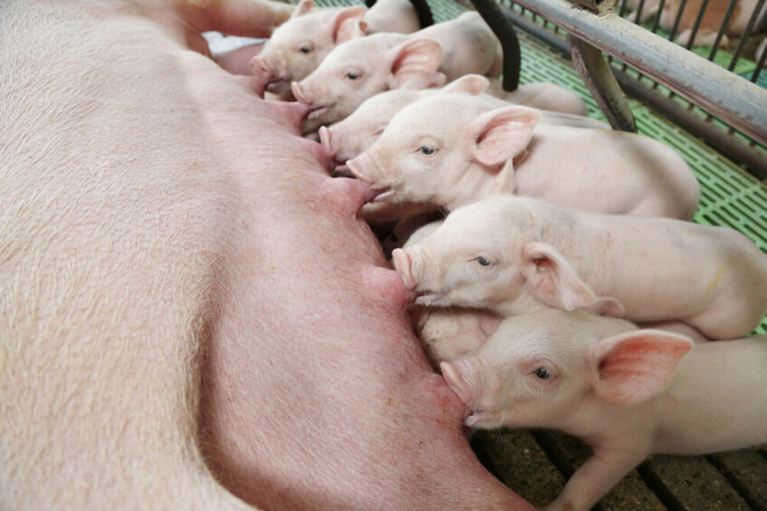 From the moment they are born, piglets are highly susceptible to infections. Photo: Adisseo