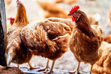 The Union of Arab Poultry Producers has been formed. Photo: Henrique S. Ruzzon