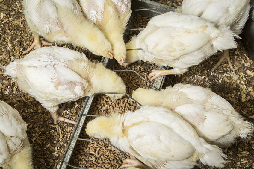 UK upmarket retailer Marks and Spencer is to become the first supermarket to only sell slower-reared, higher welfare chicken across its full range of fresh poultry products. Photo: Koos Groenewold