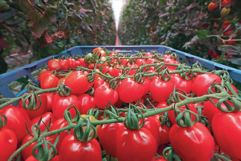 Tomato residue is a good source of bioactive molecules. Photo: Misset