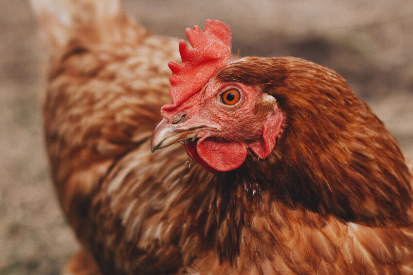 Yum! Brands pledges to transition to 100% cage-free eggs across at least 25,000 restaurants by 2026. Photo: Brianna Santellan