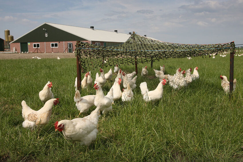 Access to the range is mandatory in organic production, however, not all hens dare to venture out into the open. Photo: Peter Roek