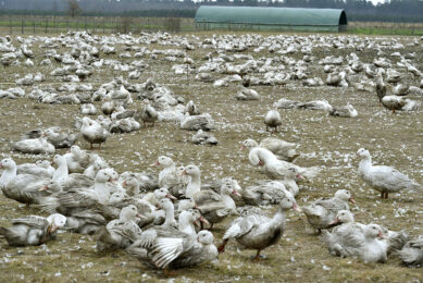 Geese and duck farms in the far south-west of France have been affected by avian influenza since 2015, causing serious business continuity issues. Photo: ANP