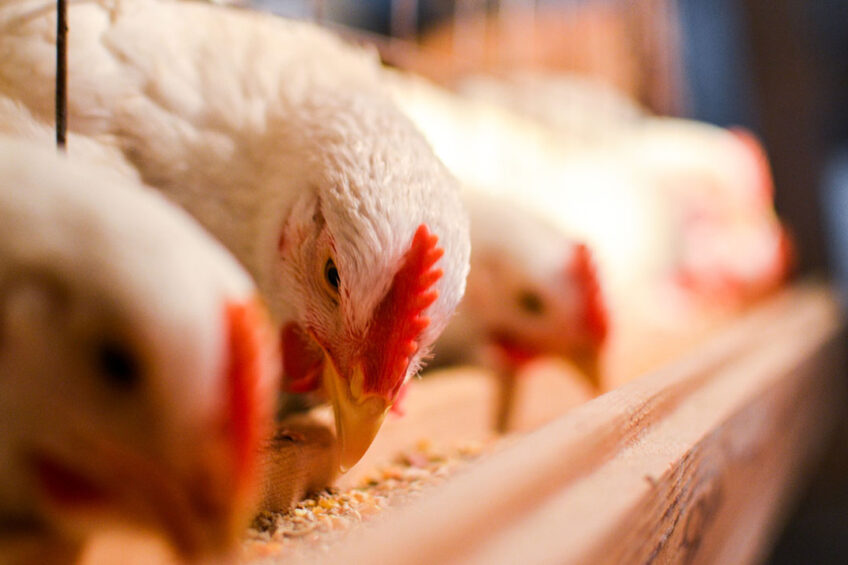 The proposed change in legislation allows processed animal protein from pigs to be used in poultry feed. Photo: Oliinykfoto