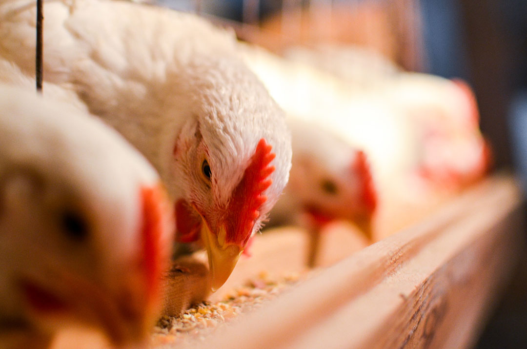 EU lifts ban on using animal by-products for poultry feed - Poultry World