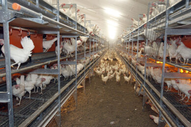 Industry body United Egg Producers says the number of hens housed in conventional cage environments is decreasing as producers, retailers and food manufacturers transition to cage-free eggs. Photo: Bert Jansen