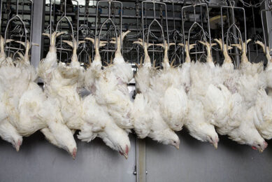 Both for stunning and packaging the poultry industry needs CO2, which is currently in short supply. Photo: Hans Prinsen