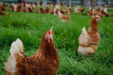 On average, hen mortality rate is greater in cage-free systems, especially free-range, compared to furnished cages.