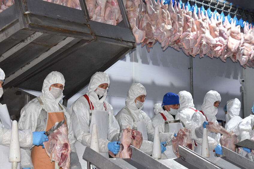 Russian company Damate recently restarted the country's biggest duck meat processing plant in Rostov Oblast.