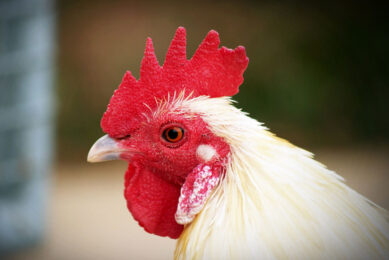²-glucans are potential growth promoters and antibiotic alternatives in poultry production. Photo: Rewat Wannasuk
