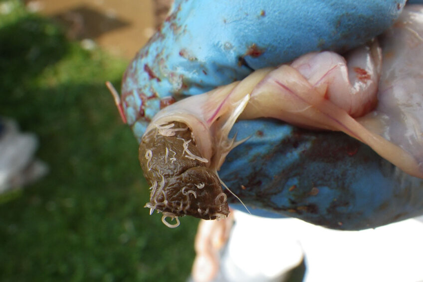 Ingestion of adult common cecal worms (Heterakis gallinarum) or their embryonated ova (eggs) infected with H. meleagridis is the main culprit for blackhead. Photo: Aviagen