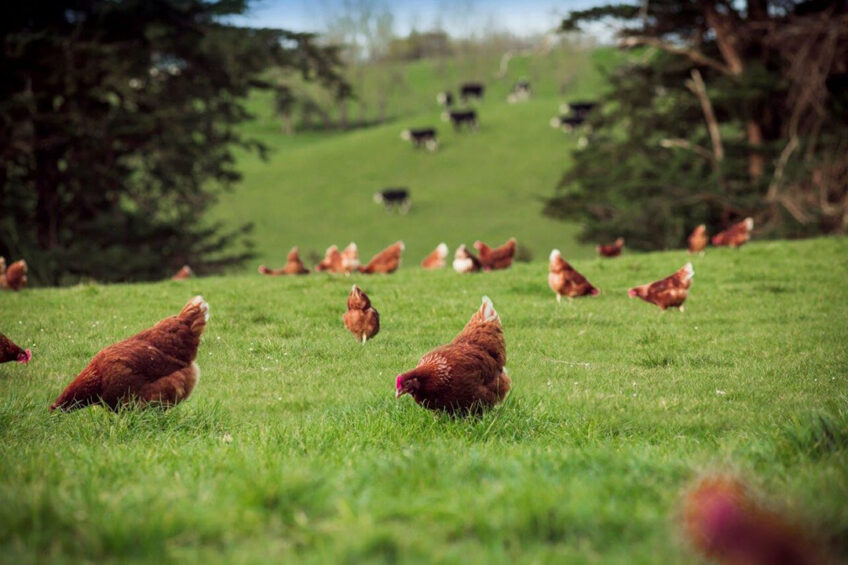 Frenz farm have been farming free-range hens since the early 1980s. Photo: Frenz