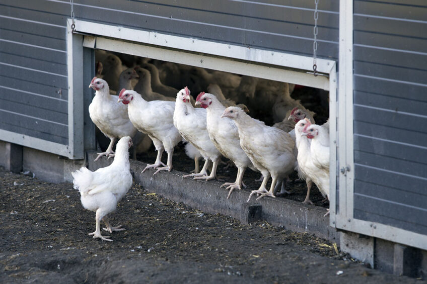 For the first time, the study applied the One Welfare approach in commercial poultry production. Photo: Ton Kastermans