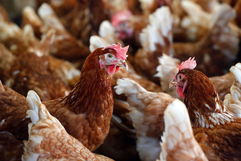 Poultry and humans share similar preferences to temperature, researchers have found. Photo: Bert Jansen