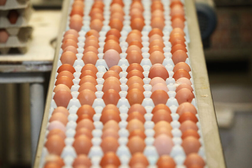 From June 2021, poultry farms are eligible for a subsidy of 500 soums (US$0.047) per 10 eggs and 1,000 soums (US$0.095) per kilogram of poultry meat sold on the domestic market, Mirziyoyev said in a decree released on June 18. Photo: Henk Riswick