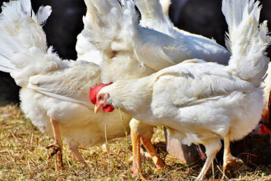 A total of 1.5 billion kg of chicken, turkey and stewing hens were produced in Canada in 2020. Photo: Capri23 auto