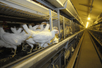 The Open Wing Alliance sees companies building on the momentum to end the use of cages. Photo: Penn Communicatie
