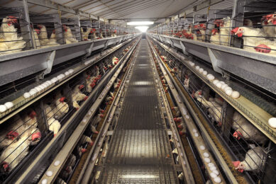 Proposition 12 requires that laying hens, nursing sows and veal calves  be housed in confinement systems that comply with specific standards for freedom of movement, cage-free design and minimum floor space". Photo: Marcel van den Bergh