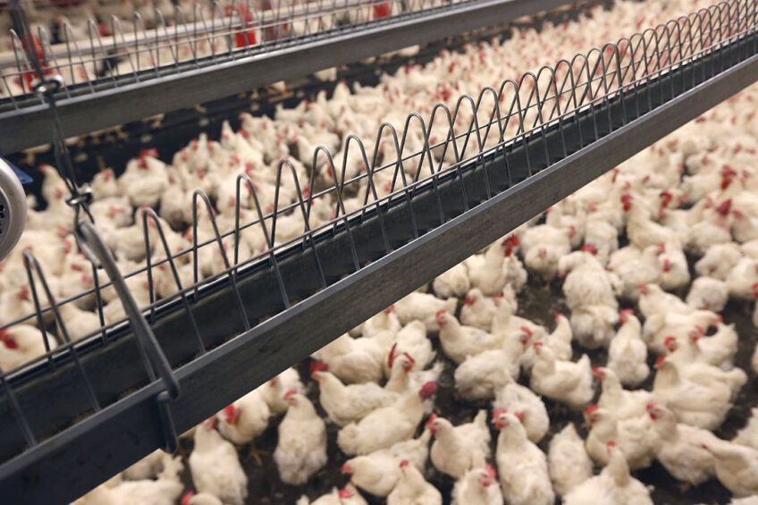 Russia wants to up its hatching egg production and is now planning to reimburse 20 percent of investments in the sector. Photo: Bert Jansen