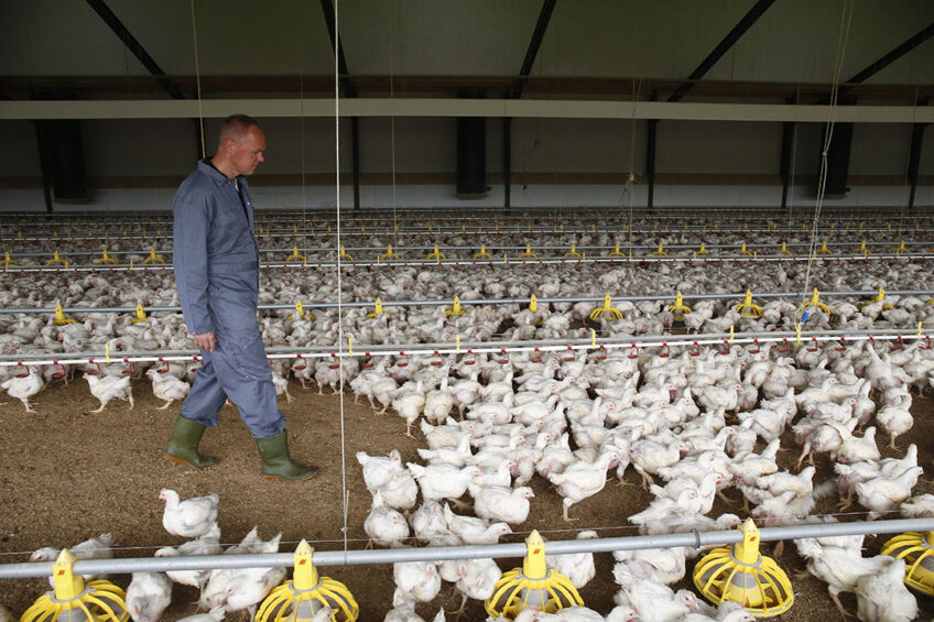 A survey has found that UK supermarkets are lagging behind other food industry sectors on chicken welfare. Photo: Hans Prinsen
