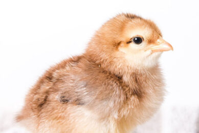 A shipment of 22,000 day-old parent stock travelled from Hungary to Ghana s local poultry farmers. Photo: Wirestock