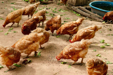 Ghana s poultry sector has, for over 2 decades, experienced a steep decline. Photo: Chatnarin Pramnapan