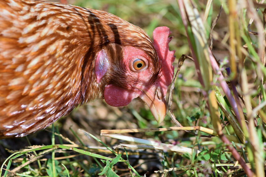 About S! of Australia's chicken farms are in New South Wales. Photo: Capri23auto