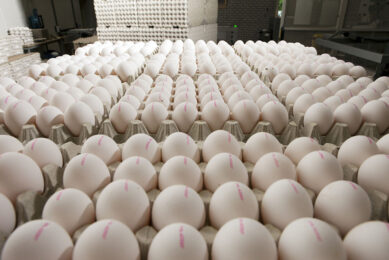 Unprecedented demand for eggs during the Covid pandemic led UK retailers to stock white eggs in large numbers for the first time since the 1980s. Photo: Bart Nijs