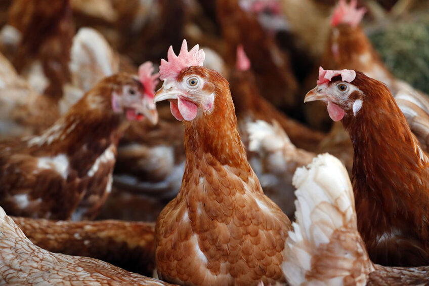 Animal nutrition company joins forces to enrich human health - Poultry World