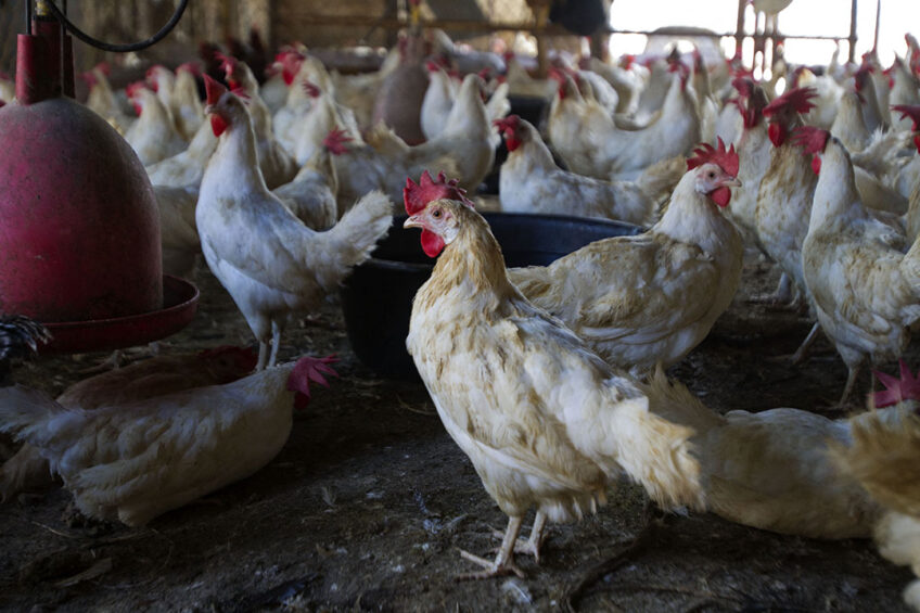 The Dominican Republic has stepped up the imports as well as the production of poultry meat. Photo: ANP