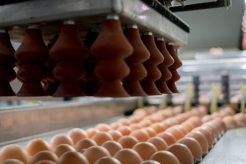 Large Kazakhstan egg farmers sell eggs below production costs as seasonal supply is high with backyard farmers coming to market.  - Photo: Boerderij