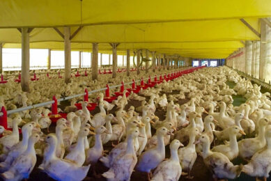 Brazil launches new duck brand to increase international sales. Photo: Daniel Azevedo