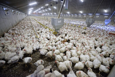 Keeping broilers longer at lower density could double production costs. Photo: Lex Salverda