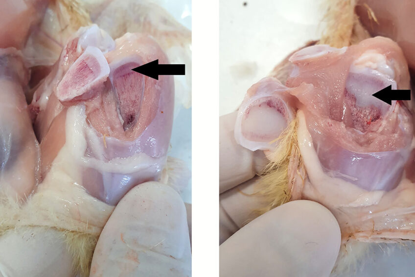 These photos show a longitudinal section of the head of the tibia bone (tibia). The white border just above the arrows is the articular cartilage. The gray layer underneath is the growth plate (where bone formation takes place). If bone formation is disturbed, this layer will become thicker. Below this layer are the bone bars which mark the start of the actual bone. In the photo on the left the arrow points to a slightly widened growth plate, while the photo on the right shows a strongly widened growth plate which - according to the study - results from a lack of phosphate. Photo: GvP Emmen