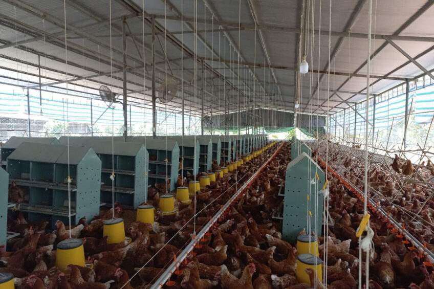 The 2 single-floor, cage-free barns in Dong Nai province house 6,000 birds and can bring around 1.5 million cage-free eggs to the market a year. Photo: V.Food