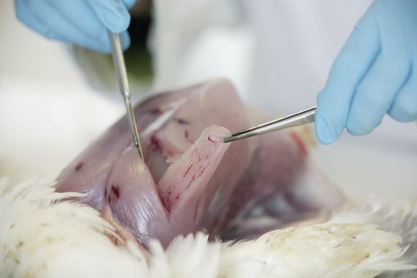 Foodborne pathogens Salmonella and Campylobacter are commensals in broilers but do not cause any disease in the birds. However, there is a risk of meat contamination. Photo: Jan Willem Schouten