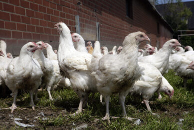The key objective of the project is to develop a more sustainably produced nutrient-dense chicken that will provide a rich source of omega-3 oils in the human diet, as well as enhancing poultry production. Photo: Henk Riswick