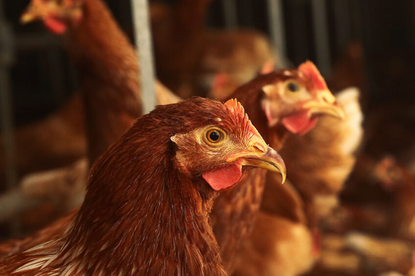 Variation in the response of chickens to Campylobacter helps identify key genes that may provide resistance to infection. Photo: Henk Riswick