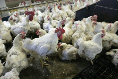 Poland lost as much as 1.8 million broiler breeders due to the AI outbreaks in 2021. Photo: Koos Groenewold