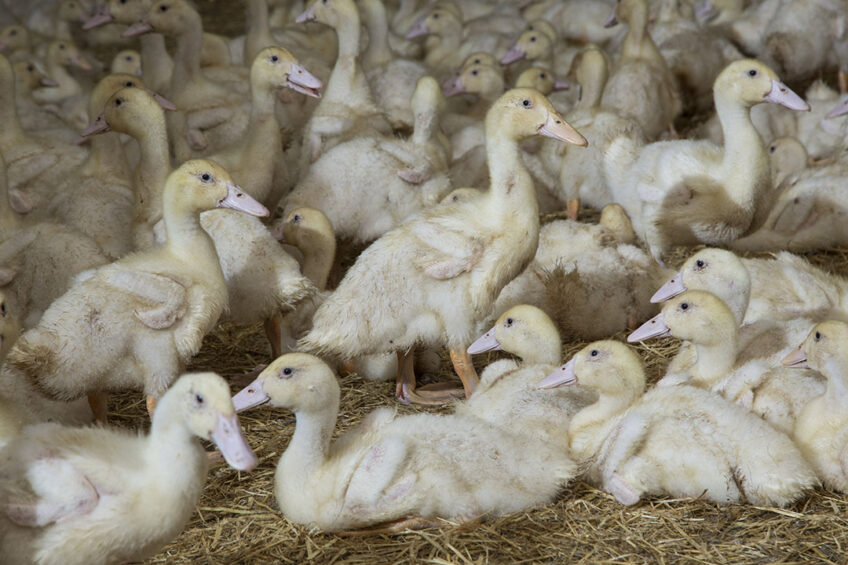 Recently, 27,000 ducks, including breeding stock, were culled on a commercial duck farm after the birds showed the virus symptoms. Photo: Koos Groenewold
