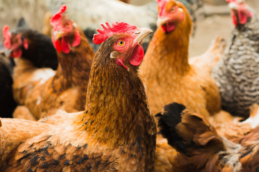 A healthy, diverse intestinal flora is an important factor in the condition and performance of laying hens. Photo: Shutterstock