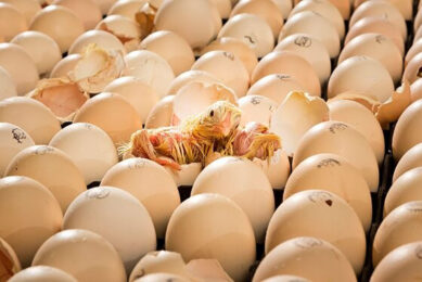 Russia imports roughly 20% of hatching eggs, primarily from the EU. Photo: Bart Nijs