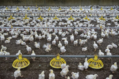 Between 1 January and 19 April, in total, 202 AI outbreaks were registered in 15 provinces in Poland resulting in the culling of millions of broilers. Photo: Lex Salverda