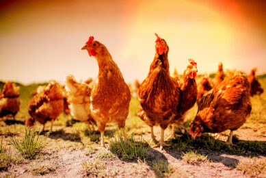 Birds that are too warm reduce their feed intake by as much as 20%. Clearly, this can have a catastrophic effect on both broiler growth and egg laying performance. Photo: Phytobiotics