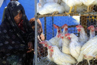 Currently, the price for chicken on the open market in Inran stands at 40,000 tomans ($	 9.4) per kg. Photo: ANP