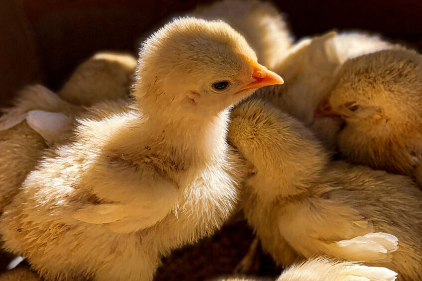 Several big brands in the US have formed the US Working Group for Broiler Welfare. Photo: Brian David