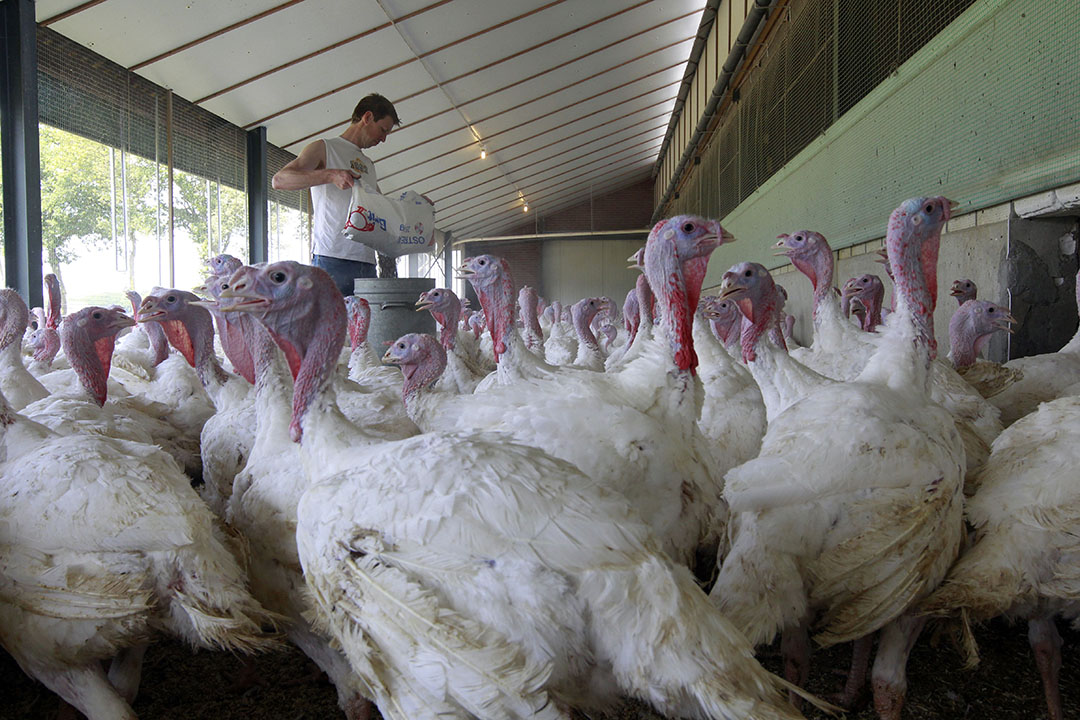 Boosting turkey reproductive output - Poultry World